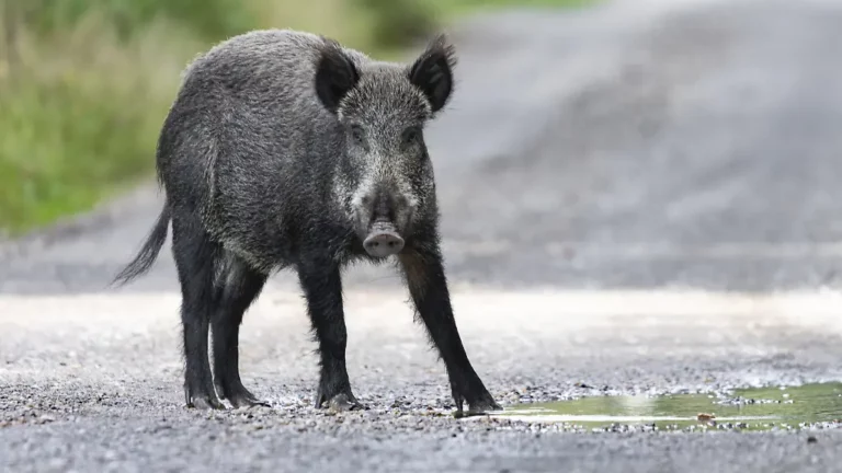 Tote Tiere und ein Trümmerfeld: Wildschweine verursachen folgenschwere Kettenreaktion