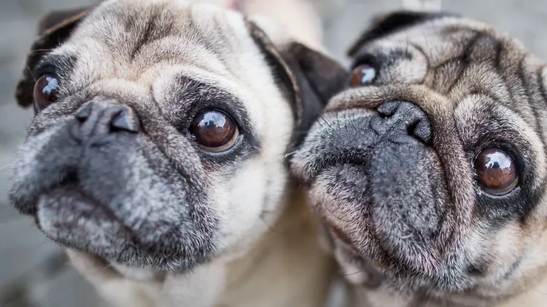 Atemnot Risiko bei Qualzucht: Hunde zahlen schmerzhaften Preis für Niedlichkeit