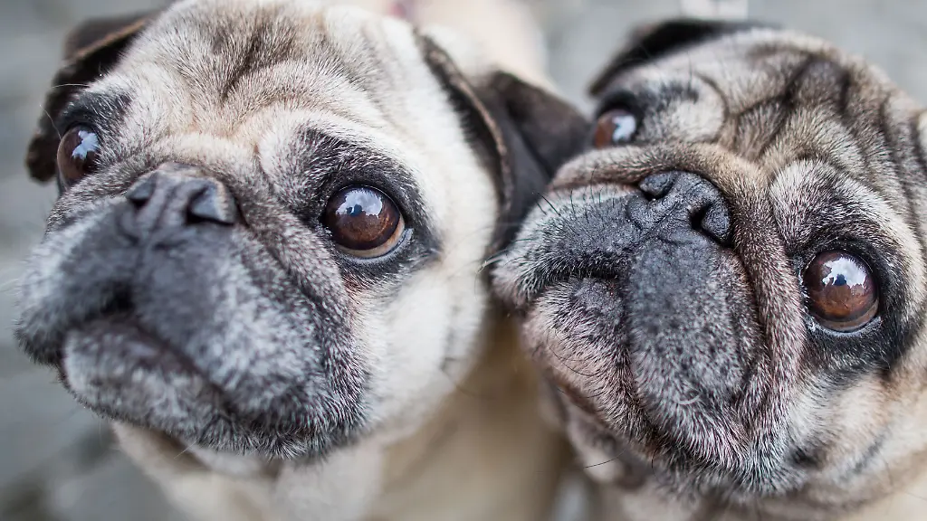 Atemnot Risiko bei Qualzucht: Hunde zahlen schmerzhaften Preis für Niedlichkeit