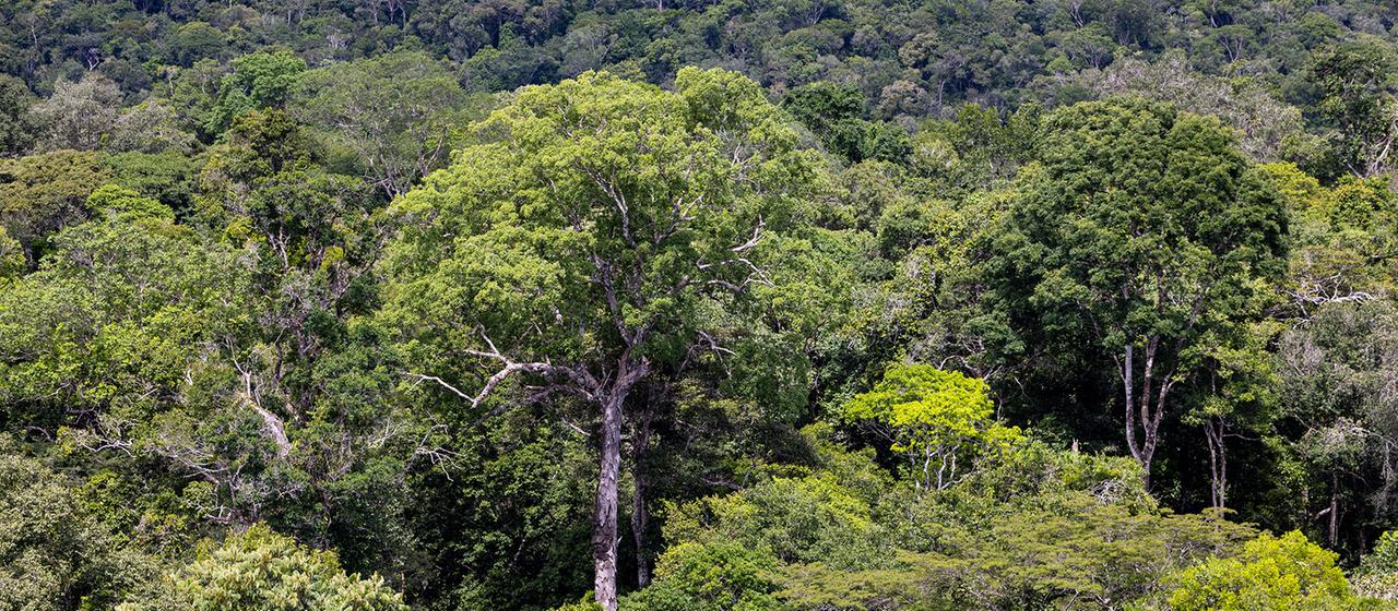 Amazonas in Brasilien: Abholzung auf niedrigstem Stand seit 1988