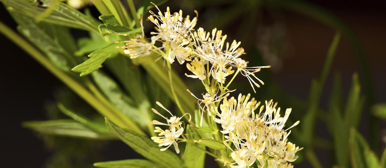 Die Gelbe Wiesenraute ist die Blume des Jahres 2027