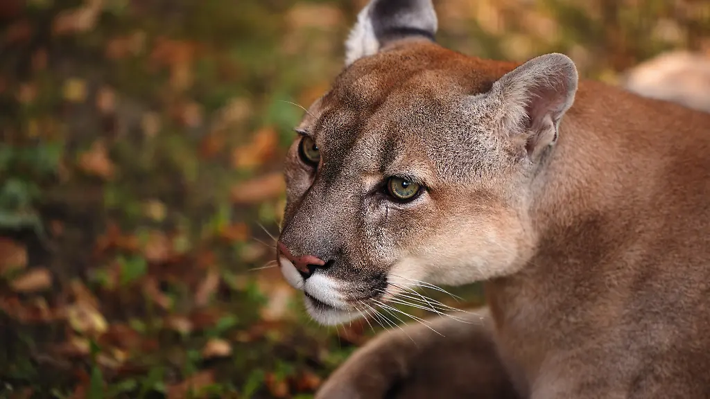 Könnte ein Puma sein: Behörden vermuten freilaufende Raubkatze in Bayern