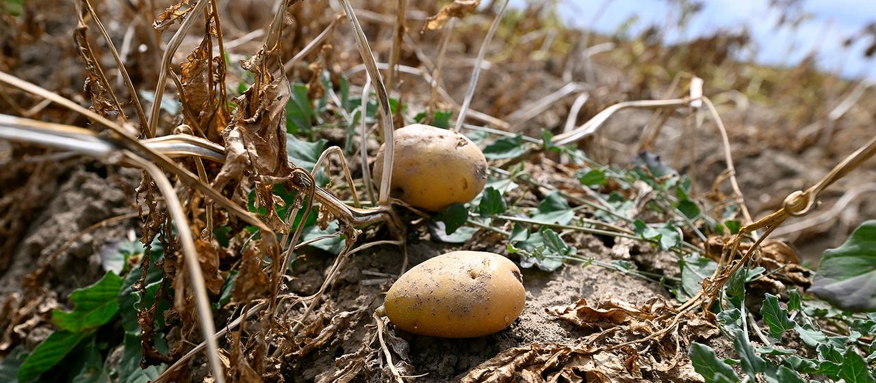 Schwache Kartoffelernte lässt Preise steigen