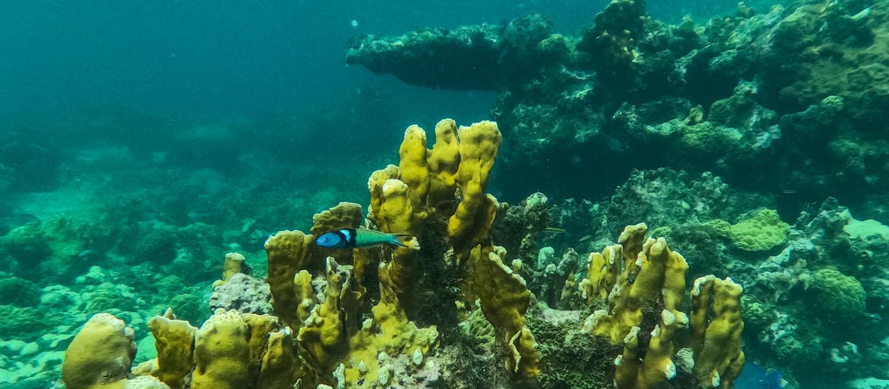 Klimawandel: Fast alle Korallenriffe weltweit sind vom Absterben bedroht