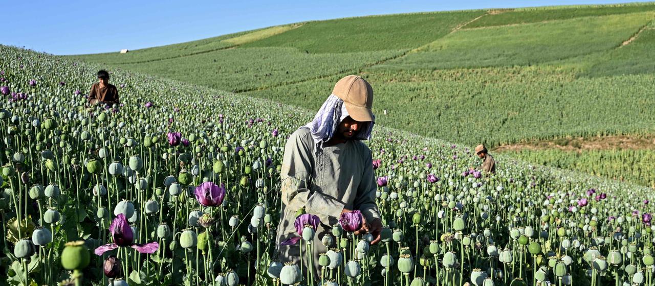 Opiumproduktion in Afghanistan deutlich gestiegen