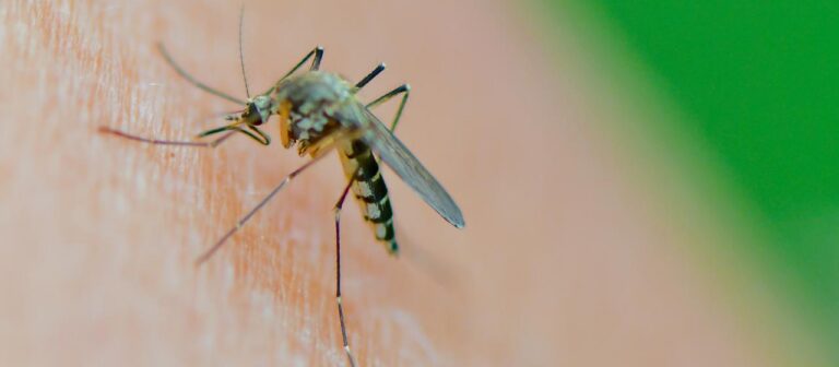 Erstmals Sindbis Virus in Deutschland durch Stechmücken übertragen