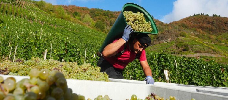 Weinlese: Winzer rechnen mit der kleinsten Ernte seit 2010